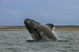 del Sur Derecha ballena saltando , península valdés Patagonia , argentina foto