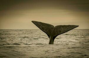 Southern Right whale tail , Peninsula Valdes Patagonia , Argentina photo