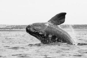 Southern Right whale jumping , Peninsula Valdes Patagonia , Argentina photo