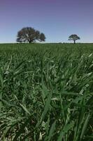 Pampas tree landscape, La Pampa province, Patagonia, Argentina. photo