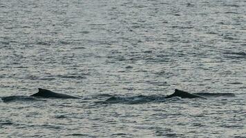 Humpback whale diving,Megaptera novaeangliae,Antrtica. photo