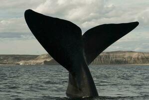 Southern Right whale tail , Peninsula Valdes Patagonia , Argentina photo