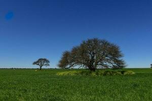 Pampas tree landscape, La Pampa province, Patagonia, Argentina. photo