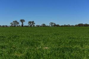 Pampas tree landscape, La Pampa province, Patagonia, Argentina. photo