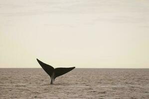 Sohutern Derecha ballena cola, en peligro de extinción especies, patagonia,argentina foto