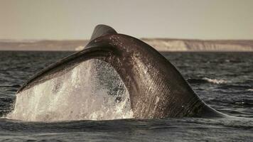 Sohutern Derecha ballena lobtailing, en peligro de extinción especies, patagonia,argentina foto