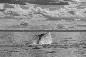 Sohutern Derecha ballena cola lobtailing, en peligro de extinción especies, patagonia,argentina foto