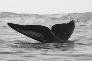 Sohutern Derecha ballena cola, en peligro de extinción especies, patagonia,argentina foto