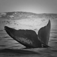 Sohutern right whale tail, endangered species, Patagonia,Argentina photo