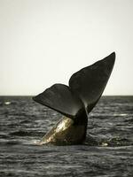 Sohutern Derecha ballena cola lobtailing, en peligro de extinción especies, patagonia,argentina foto