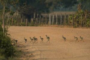 Greater Rhea, Pantanal, Brazil photo