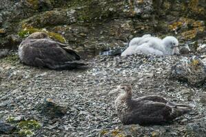 Antartic giant petrel, Hannah Point,Livingston island, South Shetlands , Antrtica photo