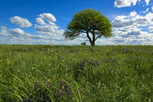 Colorful landscape, Pampas, Argentina photo