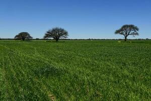 Calden Tree landscape, La Pampa, Argentina photo