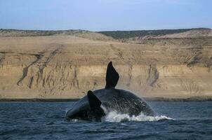 Whale jump , Patagonia photo