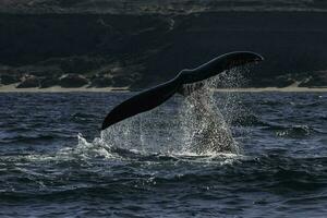 Sohutern right whale tail lobtailing, endangered species, Patagonia,Argentina photo