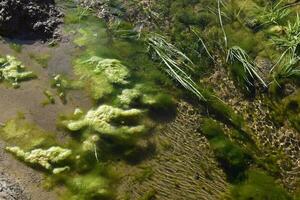 Green algae in aquatic environment , Patagonia, Argentina. photo