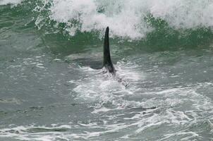 asesino ballena caza mar leones en el paragoniano costa, Patagonia, argentina foto