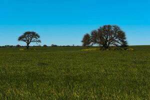 Colorful landscape, Pampas, Argentina photo