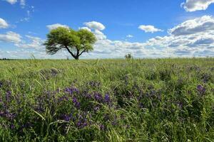 primavera temporada paisaje, la pampa foto