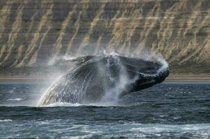 Whale jump , Patagonia photo