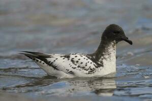 Cape Petrel, Antartic bird, Antrtica photo