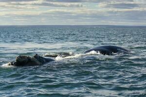 Sohutern right whale breathing in the surface, Peninsula Valdes, Unesco World Heritage Site, Patagonia,Argentina photo