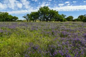 de flores campo en verano hora paisaje, la pampa provincia, Patagonia, , argentina. foto