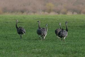 Greater Rhea, Rhea americana, in Pampas coutryside environment, La Pampa province, ,Brazil. photo