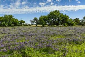 Flowered field in summer time landscape, La Pampa province, Patagonia, , Argentina. photo