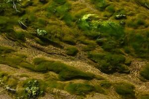 Green algae in aquatic environment , Patagonia, Argentina. photo
