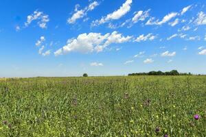 Flowery summer landscape photo