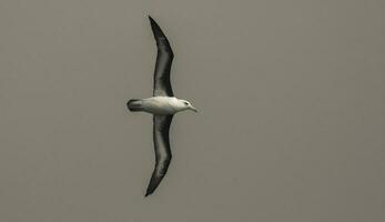 antártico pájaro, albatros, antártica foto