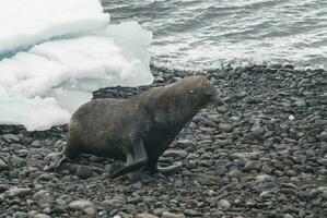 Antarctic fur sealArctophoca gazella, an beach, Antartic peninsula. photo