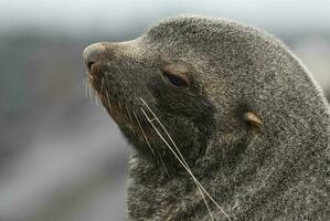 Antarctic fur sealArctophoca gazella, an beach, Antartic peninsula. photo