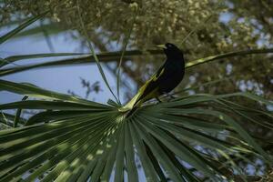 Golden-winged Cacique, Cacicus chrysopterus, perched,Pantanal, Mato Grosso, Brazil. photo