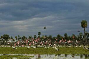 Maguari Stork  Ciconia maguari  and roseate spoonbill, in wetland environment, La Estrella Marsh, Formosa Province, Argentina. photo