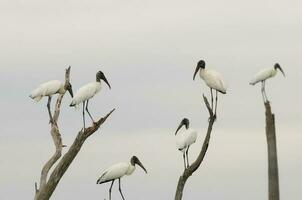 Wood Stork, in wetland environment, La Estrella Marsh, Formosa Province, Argentina. photo