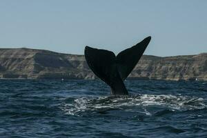 Sohutern right whale tail,Peninsula Valdes, Chubut, Patagonia,Argentina photo