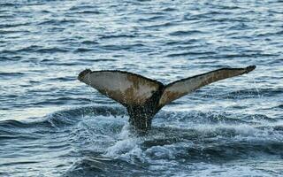 jorobado ballena buceo, megápteros novaeangliae,antrtica. foto