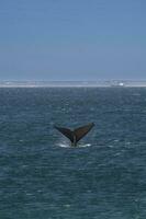 Sohutern Derecha ballena cola, península Valdés, chubut, patagonia,argentina foto