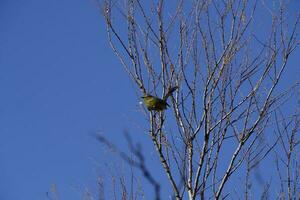 Greater Wagtail tyrant, caldn forest,La Pampa, Argentina photo