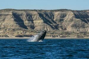 Derecha ballena saltando,península Valdés, Patagonia , argentina foto