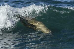 Sea lion surfing in the waves, Patagonia,Argentina. photo