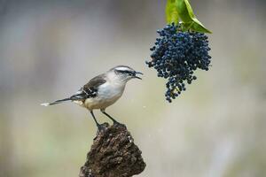 White banded Mockingbird, Patagonia, Argentina photo