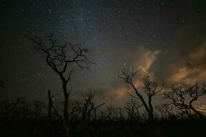 Burning trees photographed at night with a starry sky, La Pampa province, Patagonia , Argentina. photo