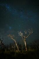 ardiente arboles fotografiado a noche con un estrellado cielo, la pampa provincia, Patagonia , argentina. foto