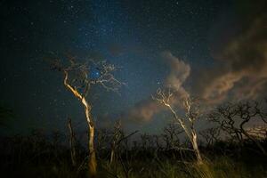 ardiente arboles fotografiado a noche con un estrellado cielo, la pampa provincia, Patagonia , argentina. foto