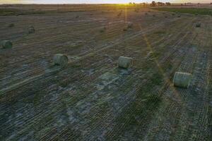 césped bala en el pampa campo, buenos aires provincia, argentina foto