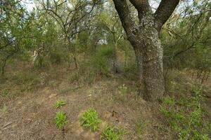 Calden forest landscape, Geoffraea decorticans plants, La Pampa province, Patagonia, Argentina. photo